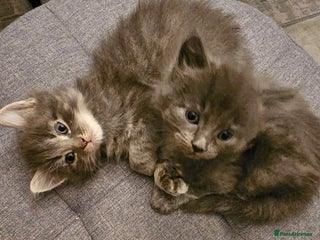 British Longhair cats for sale: 5 little kittens - Advert 1