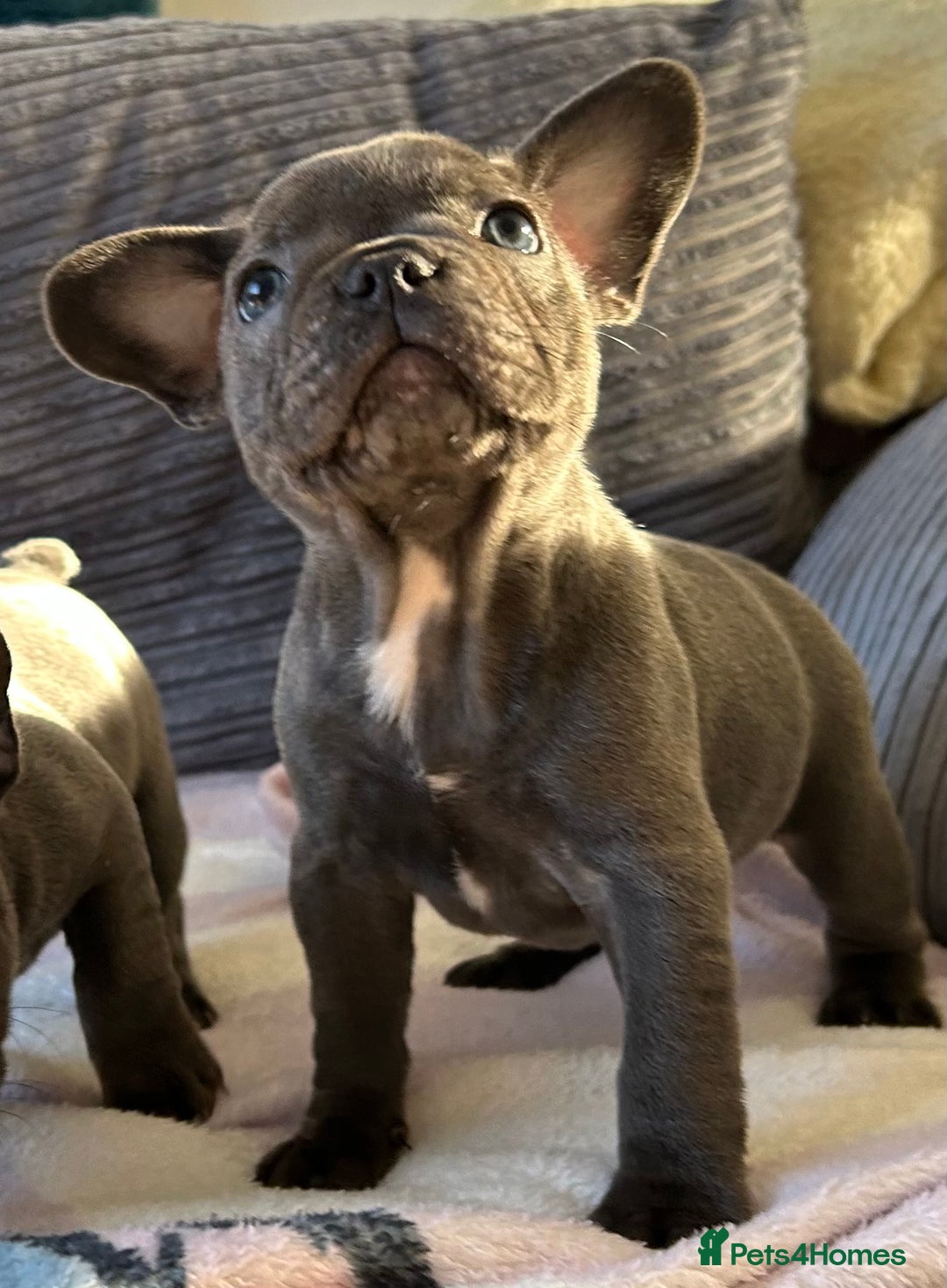 French Bulldog dogs for sale: 4 Solid Blue French Bulldog Girls - Advert 11