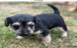 Jackapoo dogs for sale: Three jackapoo puppies - Image 10