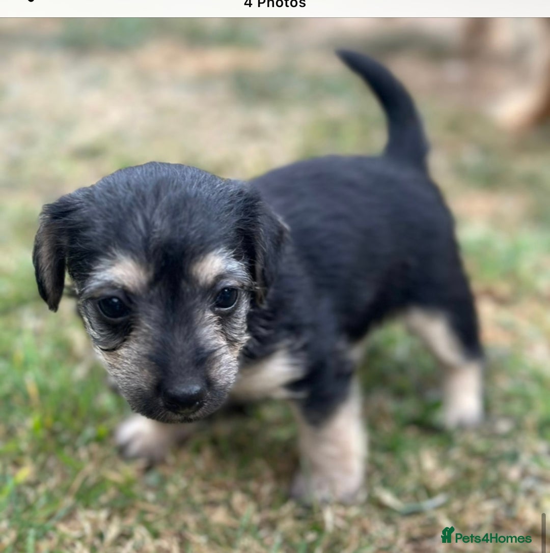 Jackapoo dogs for sale: Three jackapoo puppies - Image 10