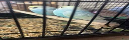 Budgerigars birds for sale: Baby budgies  - Advert 7