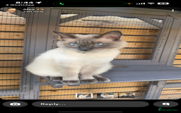 Ragdoll cats for sale: Pure breed Female seal point ragdoll kitten - Image 8