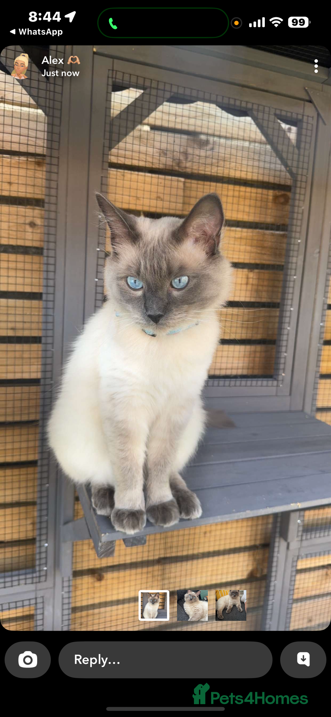 Ragdoll cats for sale: Pure breed Female seal point ragdoll kitten - Image 8