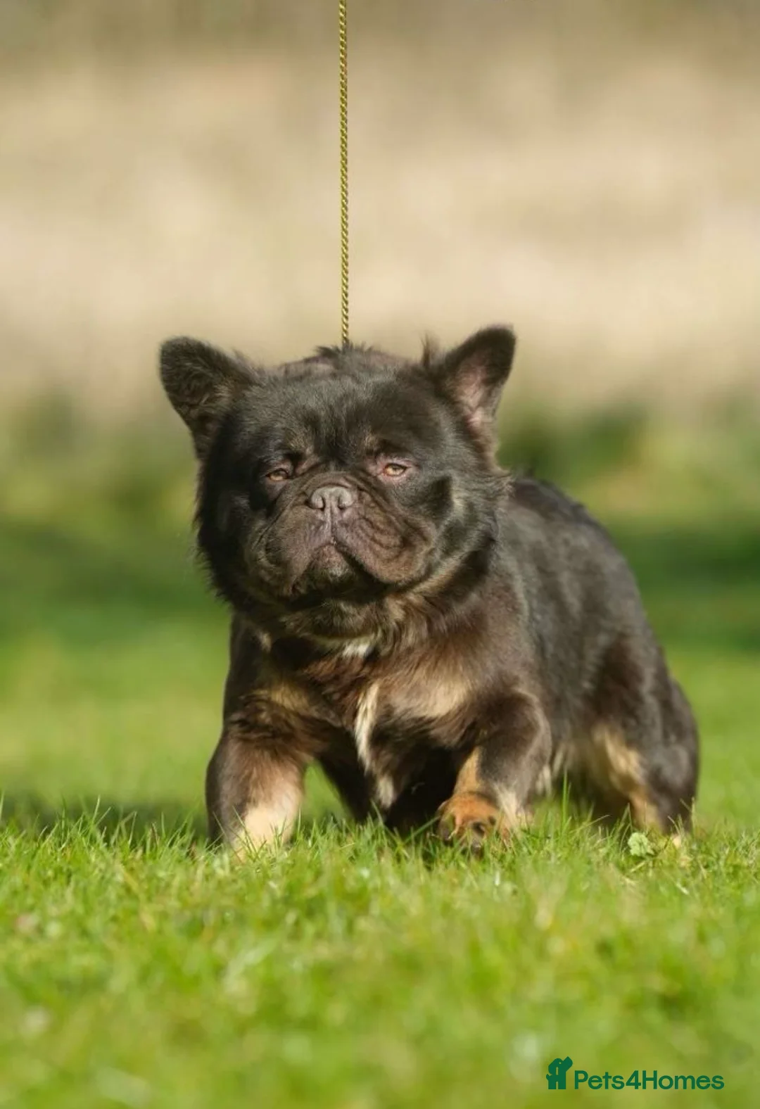 French Bulldog dogs for stud: NOODLE Choc & Tan Fluffy in Newcastle upon Tyne - Advert 2