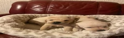 Labrador Retriever dogs for sale: Gorgeous Fox red Labrador puppies for sale ✨✨ in Pencader - Advert 15