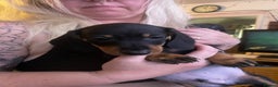 Dachshund dogs for sale: Beautiful dachshund puppies ready now - Advert 4