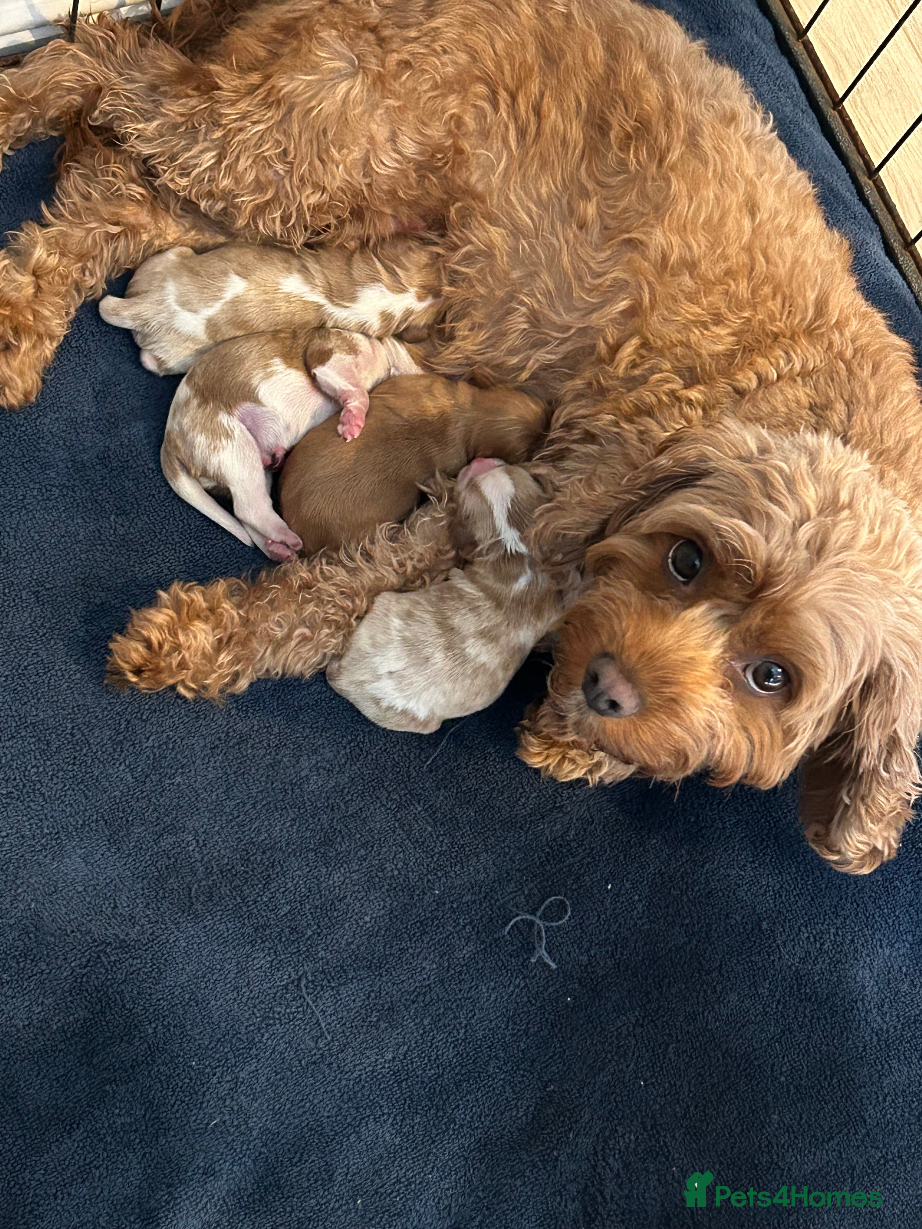 Cavapoo dogs Stunning Cavapoo puppies  - Advert 7