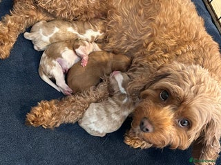 Cavapoo dogs Stunning Cavapoo puppies - Advert 9