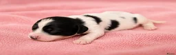 Mixed Breed dogs for sale: Cavapoo x Cocker pups Merle, chocolate, tri, tan - Advert 6