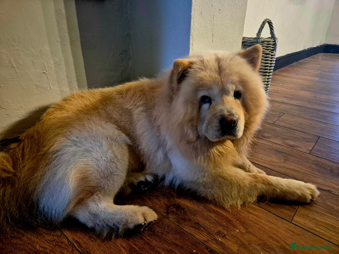 Chow Chow dogs for sale: Male chow chow - Image 8