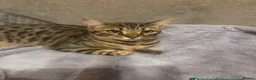 Bengal cats for sale: Female Bengal cat - Advert 1