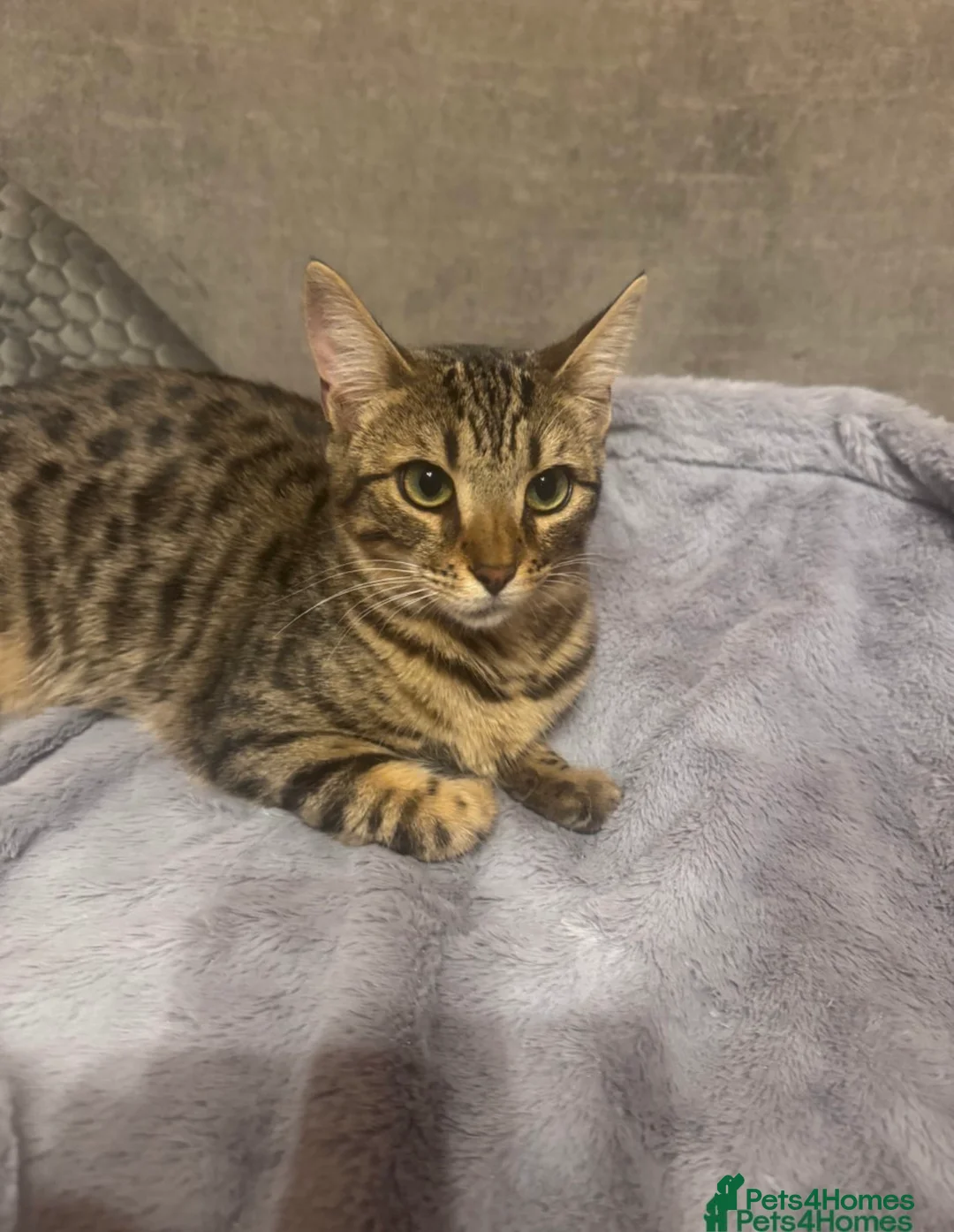 Bengal cats for sale: Female Bengal cat - Advert 1