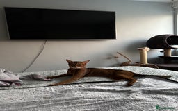 Abyssinian cats for stud: Champion line Aby boy for stud in Romford - Image 9