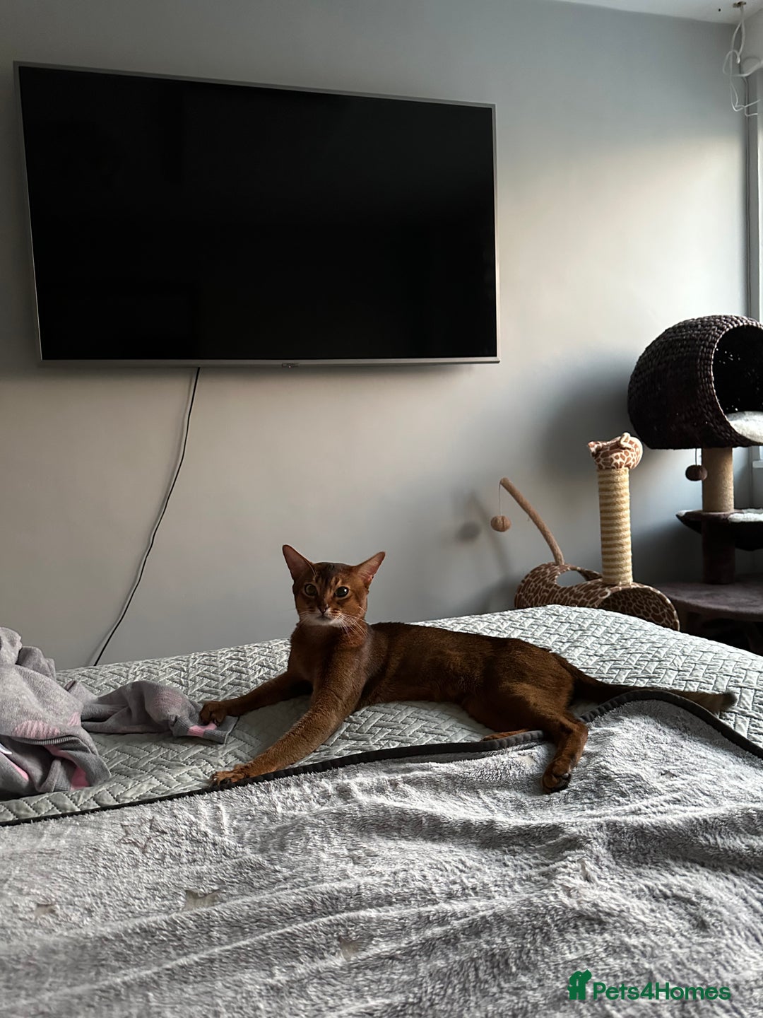 Abyssinian cats for stud: Champion line Aby boy for stud in Romford - Image 9