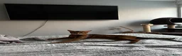 Abyssinian cats for stud: Champion line Aby boy for stud in Romford - Advert 9