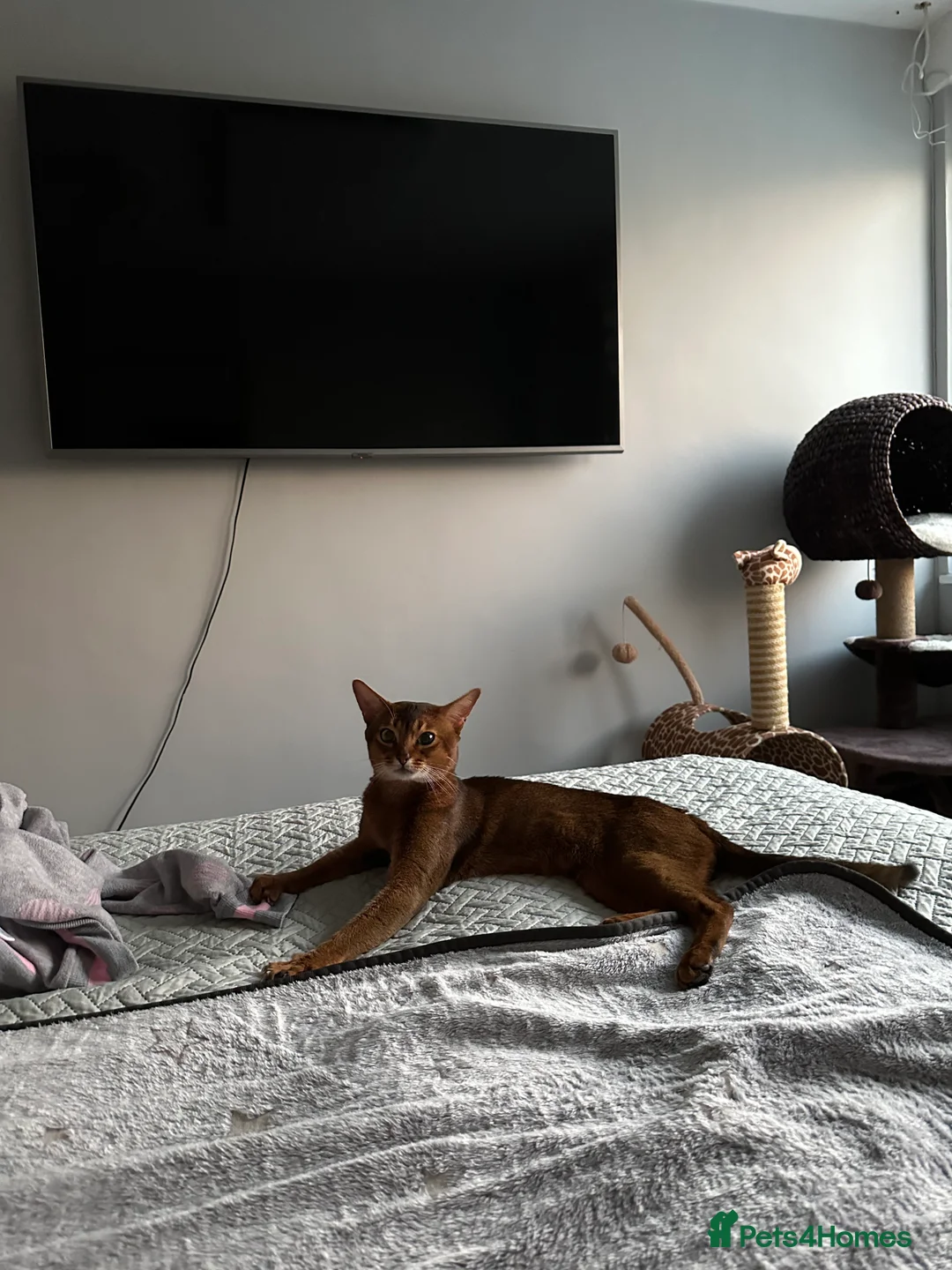 Abyssinian cats for stud: Champion line Aby boy for stud in Romford - Advert 9