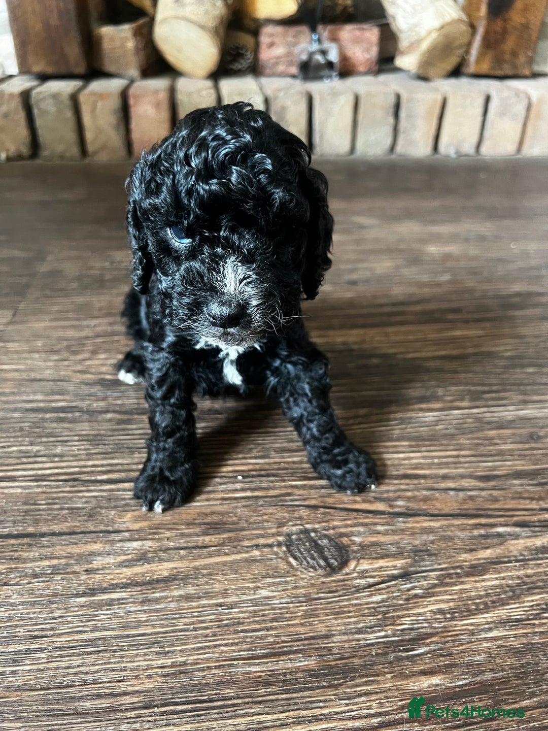 Cockapoo dogs for sale: Reduced!!! Last 2 ready now, F1B Cockapoos in Whitley Bay - Image 9