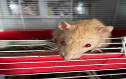 Rat rodents for sale: 6 male rats for rehoming ASAP - Image 3