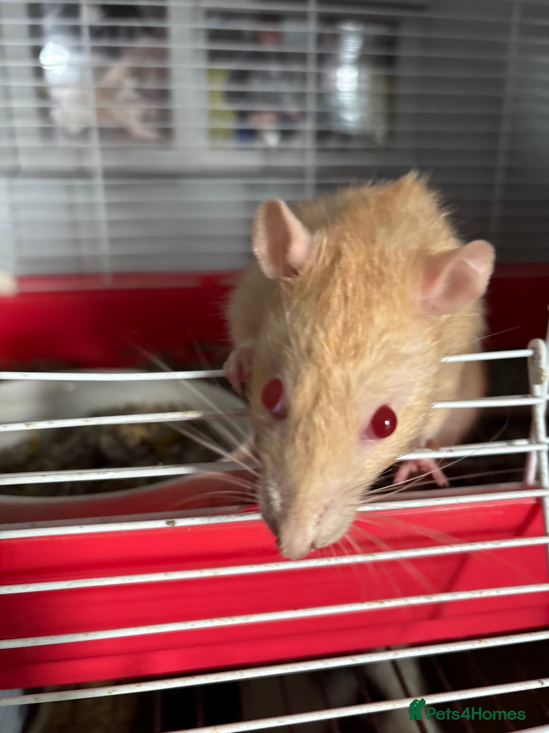 Rat rodents for sale: 6 male rats for rehoming ASAP - Image 3