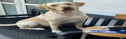 Labrador Retriever dogs for stud: Labrador Dudley Male Stud (Hunter) in London - Advert 2