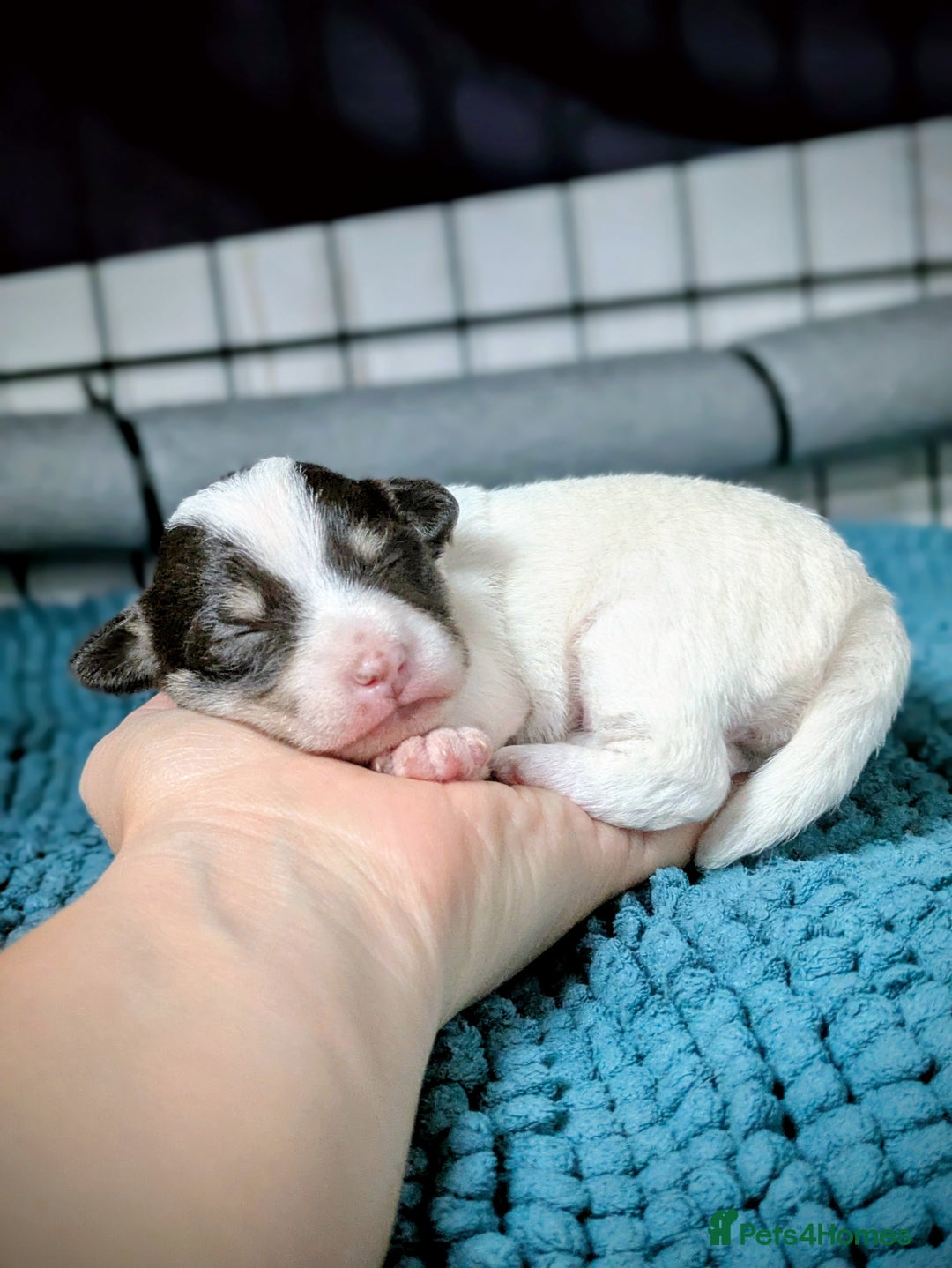 Mixed Breed dogs for sale: Pretty long soft coated Terrier Bitch - Advert 9