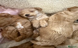 Maltipoo dogs for sale: Real life teddy bear f1 Maltipoos ❤️💥 - Image 6