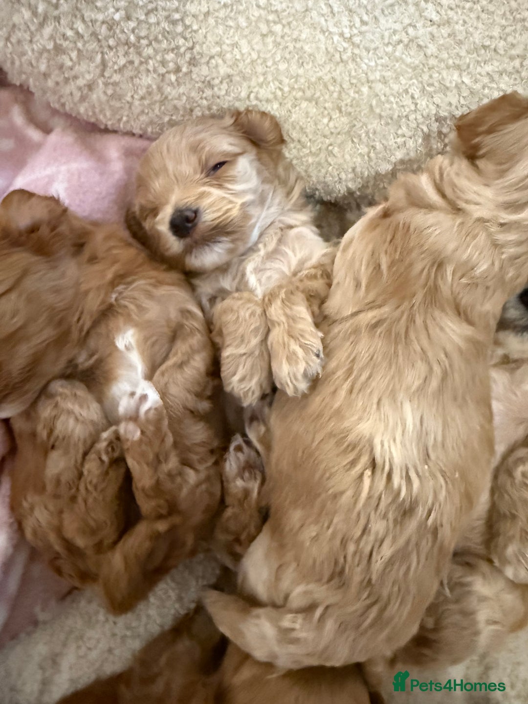 Maltipoo dogs for sale: Real life teddy bear f1 Maltipoos ❤️💥 - Image 6