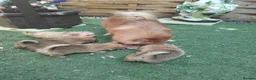 Pomeranian dogs for sale: Stunning palmeranian puppies for sale 8 weeks old. - Advert 7