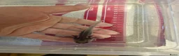 Axolotl reptiles for sale: Axolotl babies hatched 2/1/26 in Sutton-in-Ashfield - Advert 2