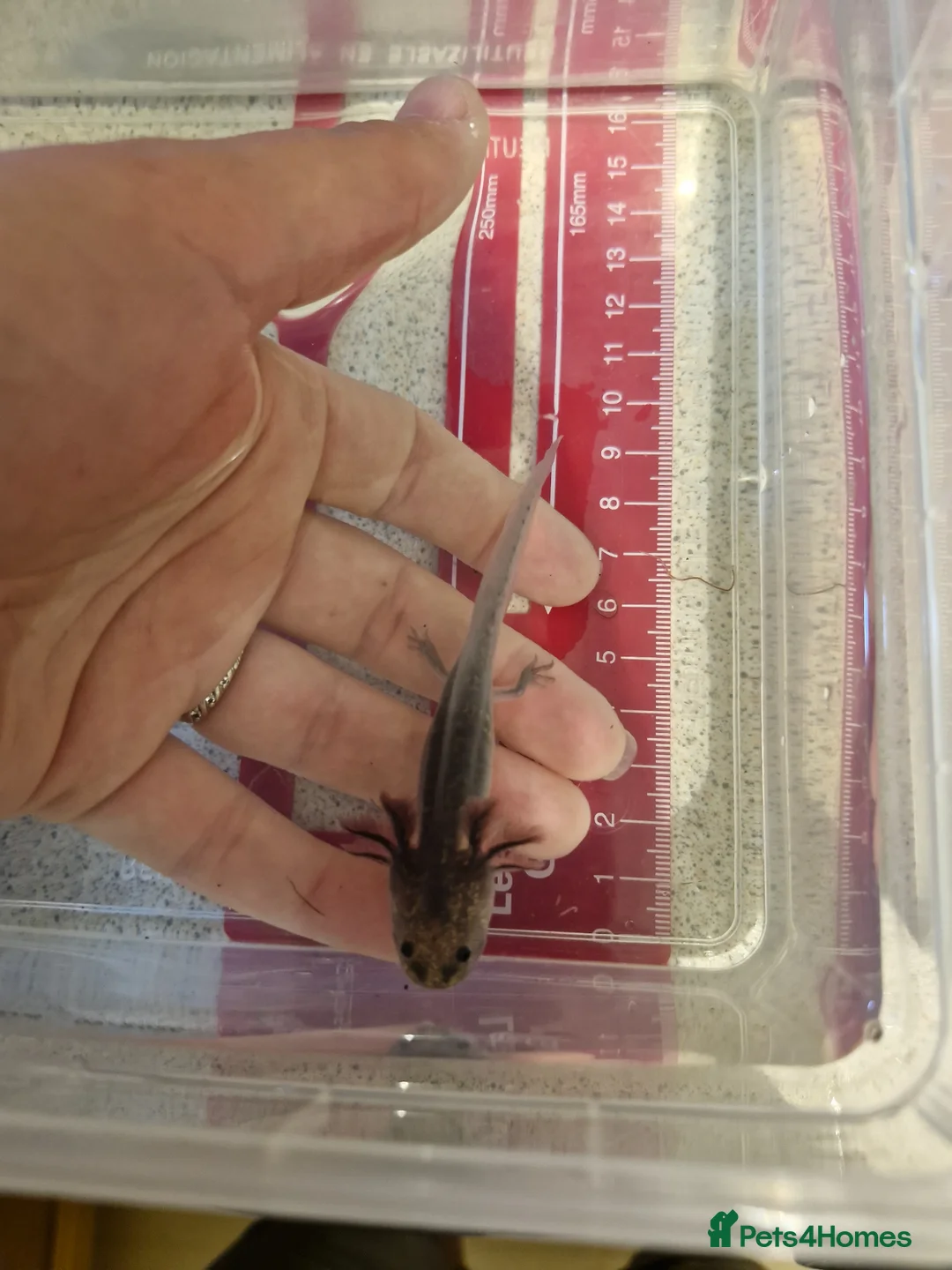 Axolotl reptiles for sale: Axolotl babies hatched 2/1/26 in Sutton-in-Ashfield - Advert 2