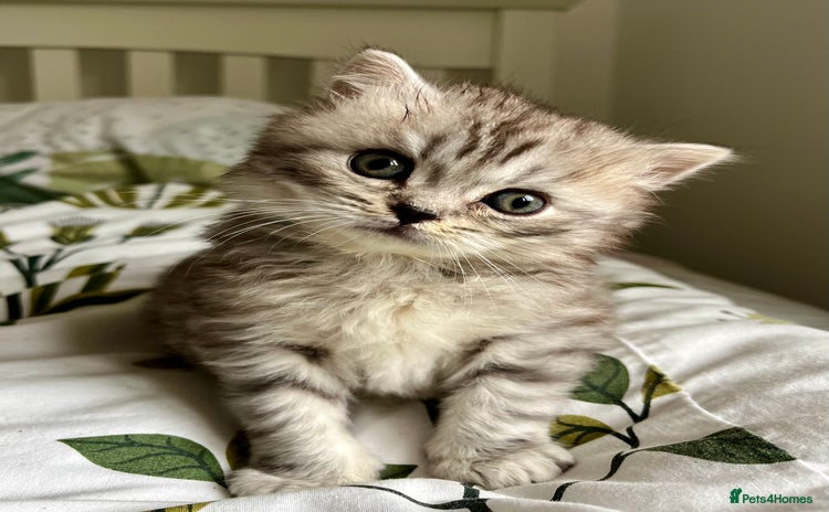Scottish Fold cats - Advert 3