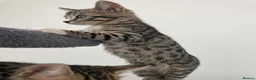 Bengal cats for sale: Bengal X READY NOW  - Advert 14