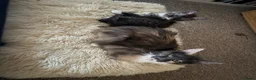 Maine Coon cats for sale: Maine coon kitten in Keighley - Advert 2