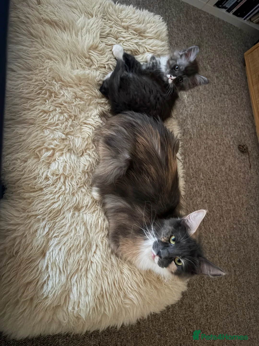 Maine Coon cats for sale: Maine coon kitten in Keighley - Advert 2