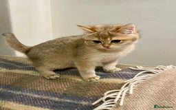 British Shorthair cats for sale: Ready This Weekend Golden Female Kitten  - Advert 6