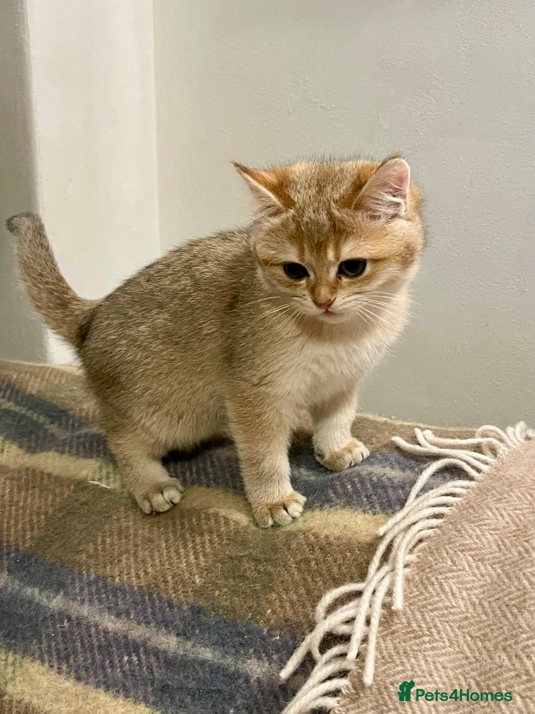 British Shorthair cats for sale: Ready This Weekend Golden Female Kitten  - Advert 6