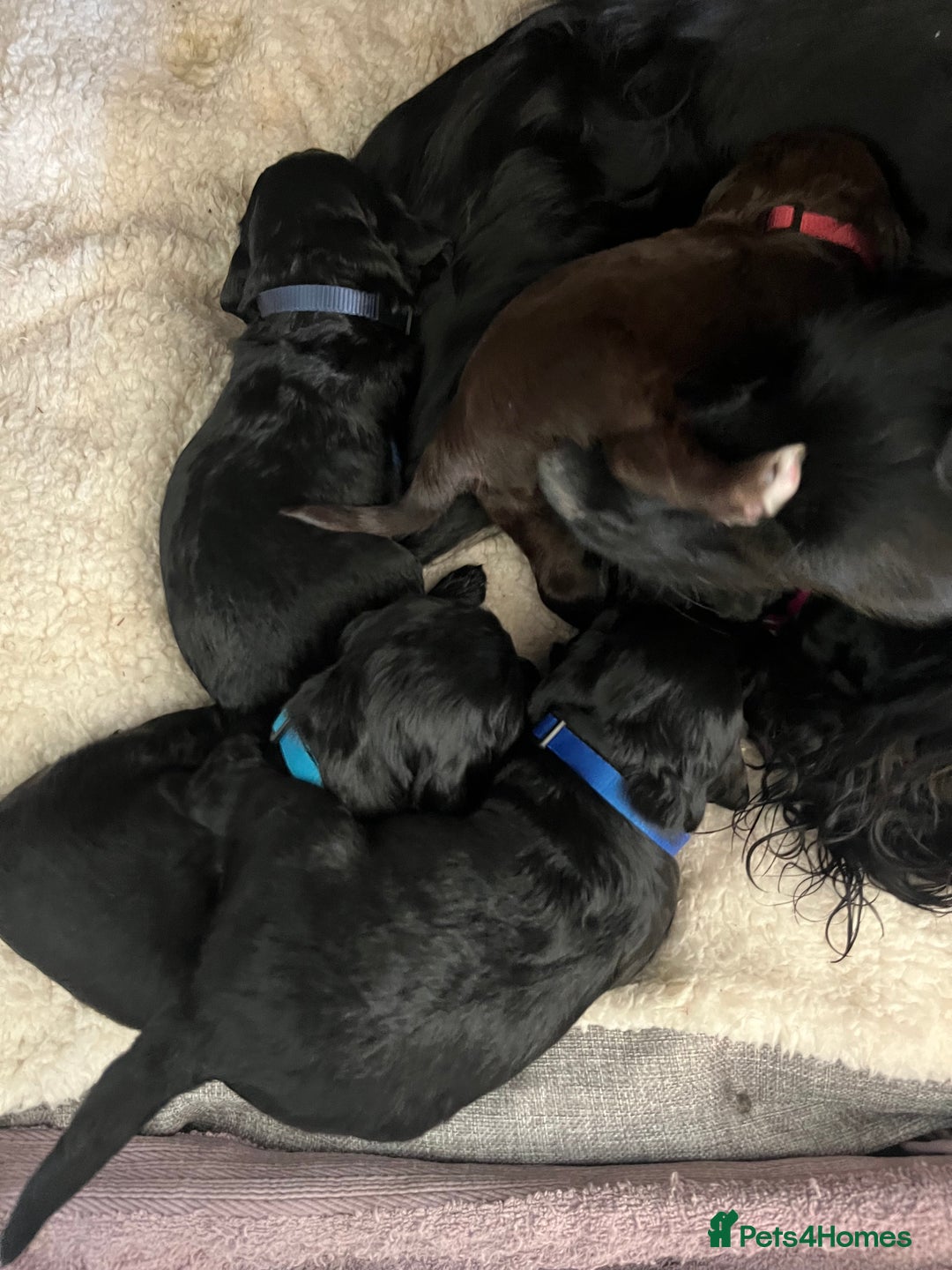 Cocker Spaniel dogs for sale: ‼️ONE GIRL LEFT‼️Working cocker spaniel puppies🐾 - Image 8