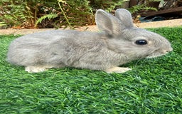 Netherland Dwarf rabbits for sale: Pure Netherland Dwarf  - Image 1