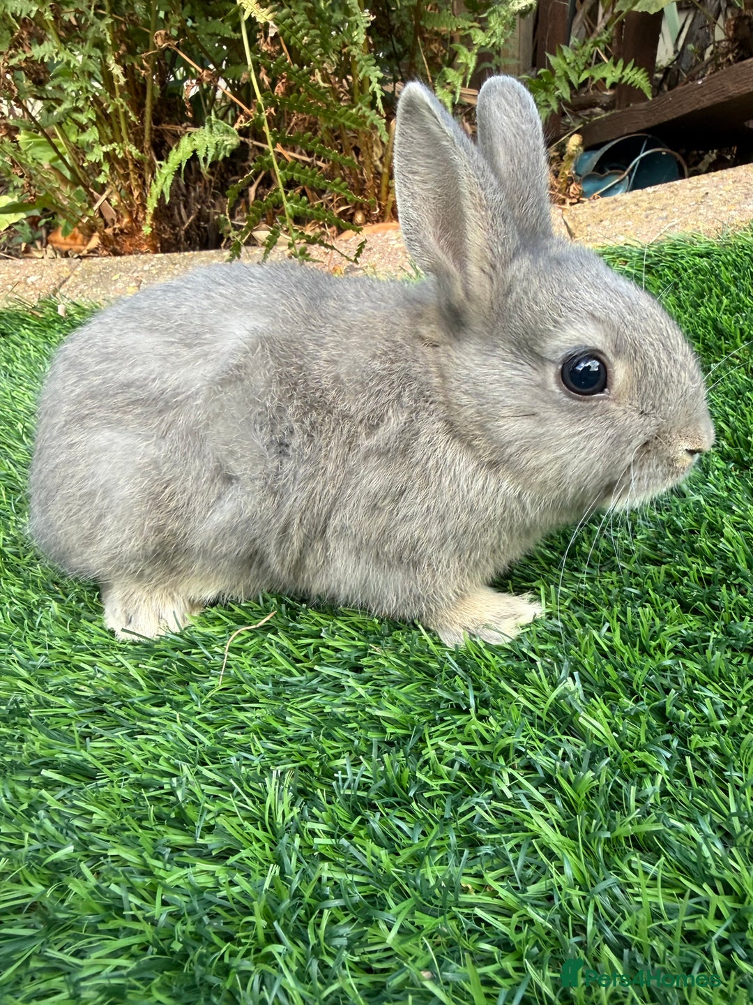 Netherland Dwarf rabbits for sale: Pure Netherland Dwarf  - Image 1