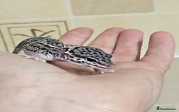 Leopard Gecko reptiles for sale: 1 LEFT Blacknight linage macksnows leopard geckos  - Image 2