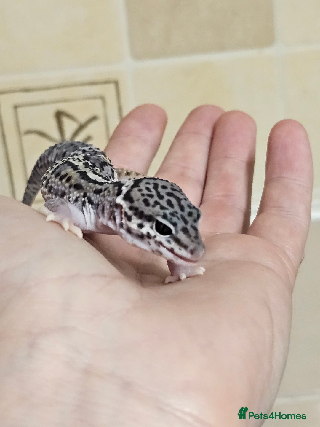 Leopard Gecko reptiles for sale: 1 LEFT Blacknight linage macksnows leopard geckos  - Image 2