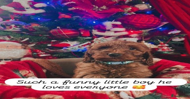 Cockapoo dogs FOX RED COCKAPOOS ⭐️⭐️ - Advert 3