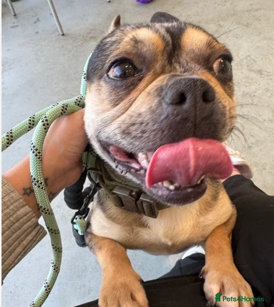 French Bulldog dogs for sale: Male French Bulldog  - Advert 2