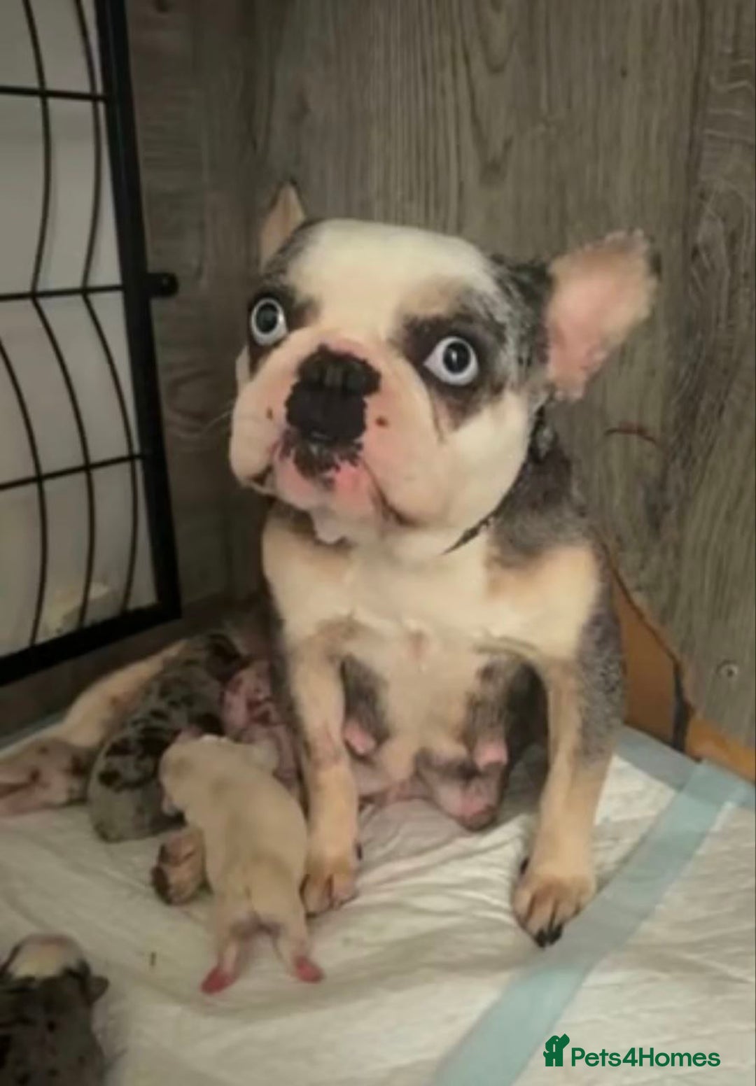 French Bulldog dogs for sale: SNUGGLY FRENCH BULLDOG PUPPIES - Image 8