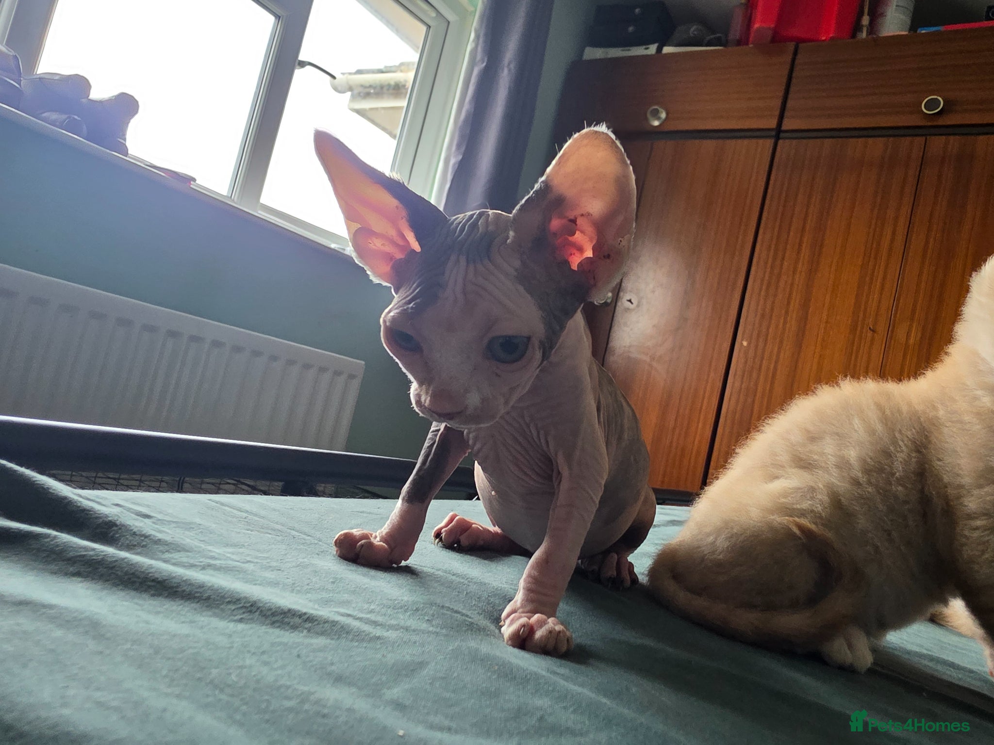 Sphynx cats Sphynx / Devon Rex Mix Kittens Ready Homes - Advert 1