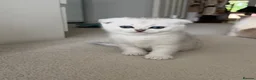 British Shorthair cats for sale: British Shorthair and Scottish Fold  - Advert 9