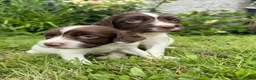 English Springer Spaniel dogs for sale: Working Line Liver And White Springer Spaniels - Advert 38