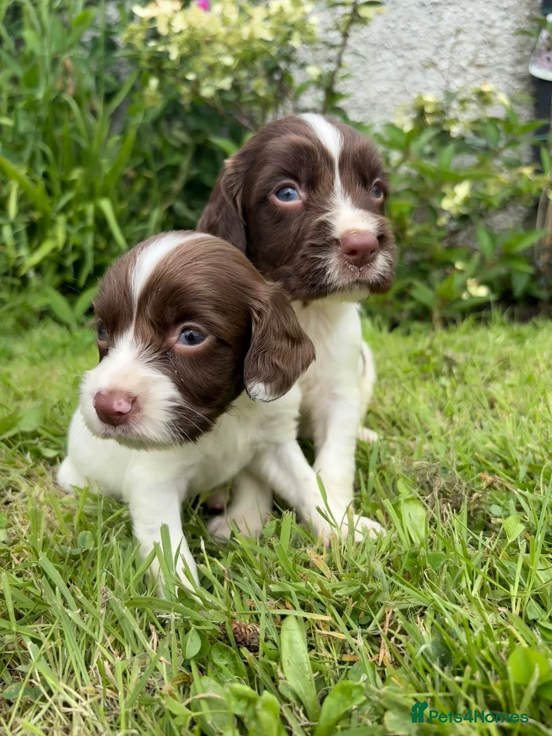 English Springer Spaniel dogs for sale: Working Line Liver And White Springer Spaniels - Advert 38