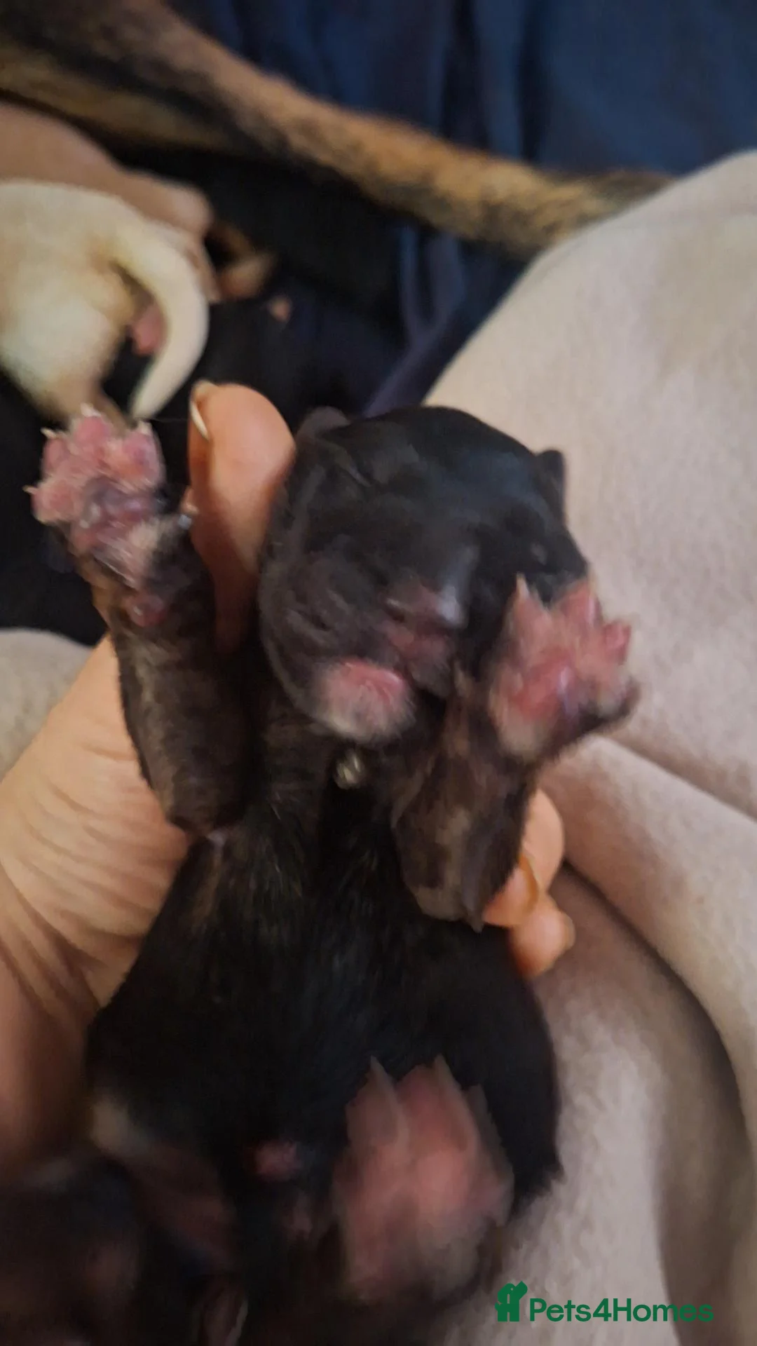 Mixed Breed dogs for sale: Gorgeous f1 border retreiver pups - Advert 8