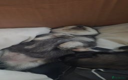 Mixed Breed dogs for sale: Chowski pups for sale - Image 20